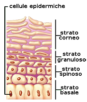 Le Cellule